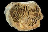 Fossil Calymene Trilobite Nodule - Morocco #106628-2